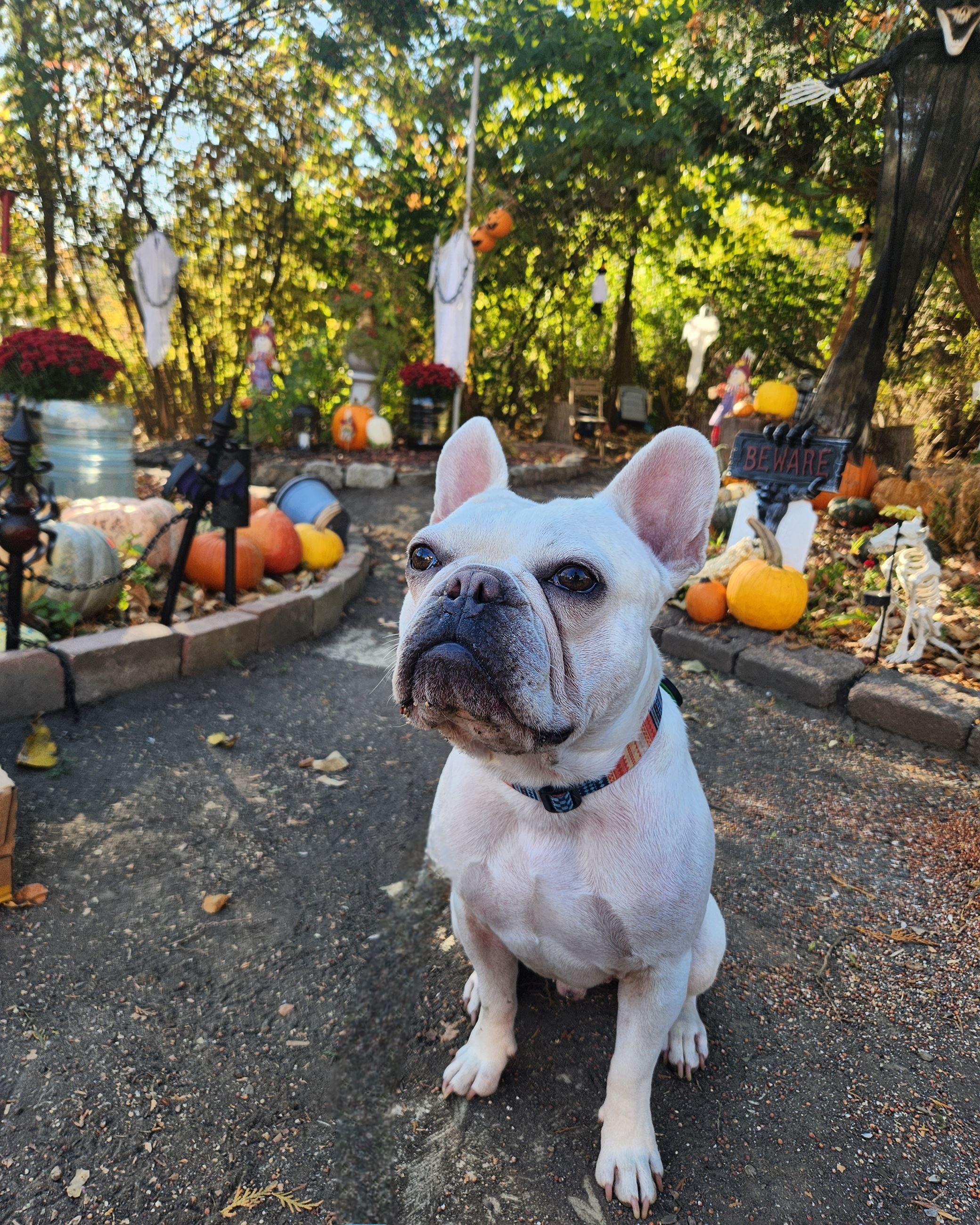 inbound6201449623347954516