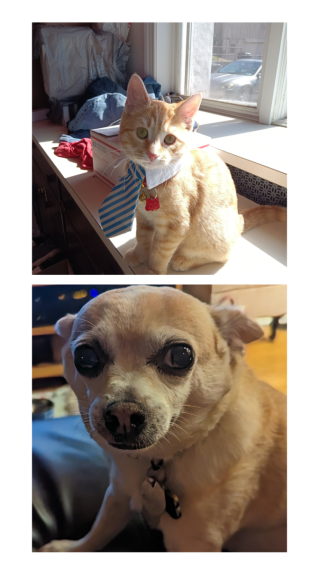 Crookshanks and Merry_Dog and cat